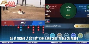 Đá Gà Thomo Là Gì