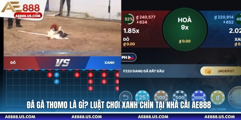 Đá Gà Thomo Là Gì