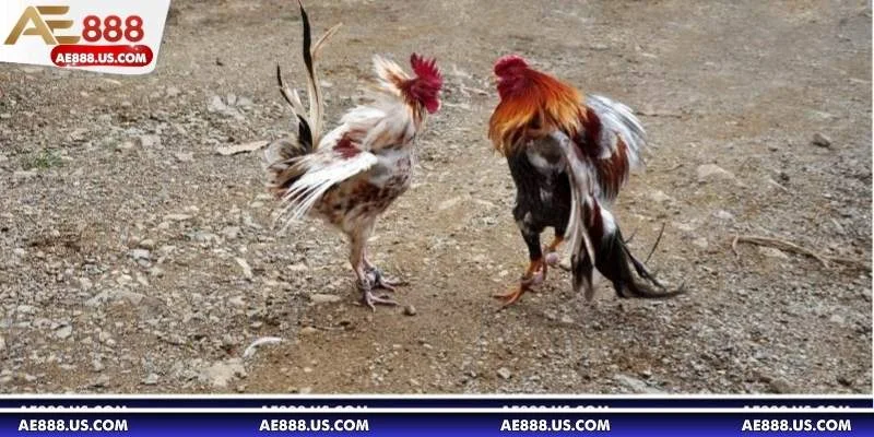 Tổng quan về đá gà cựa dao – trận đấu kịch tính